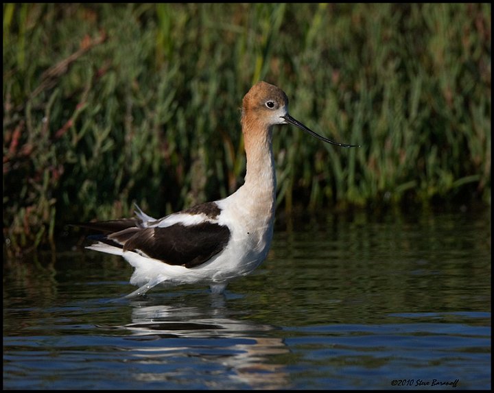 _0SB3019 american avocet.jpg